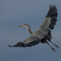great blue heron in flight with sticks