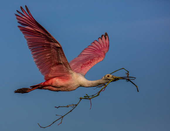 roseate spoonbill in flight with nest material