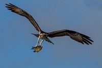 osprey in flight with fish