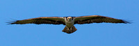 osprey head on in flight