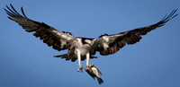 osprey in flight with fish