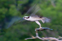 osprey in flight with fish motion