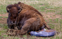 bison birth