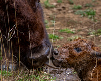 bison birth