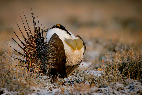 greater sage grouse, male
