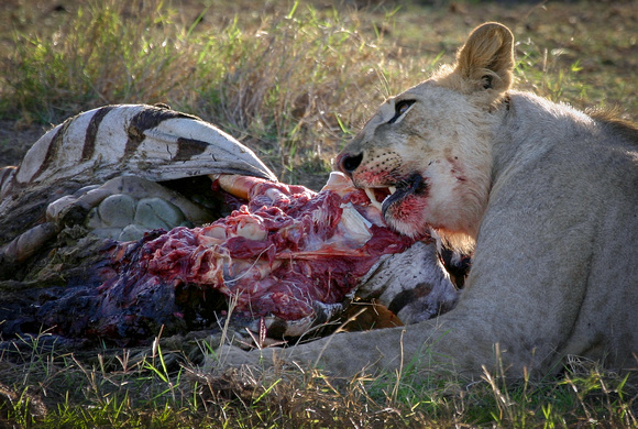 lion eating zebra