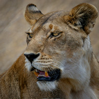 lion in masai mara game preserve