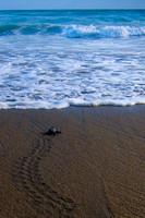 sea turtle first swim