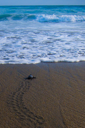 sea turtle first swim