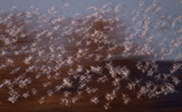 snow geese flock in flight