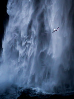 bird in waterfall