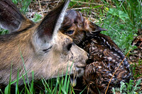 newborn mule deer