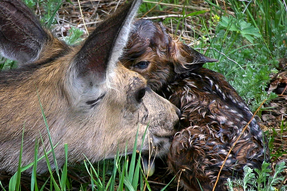 newborn mule deer