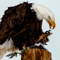 Bald Eagle eating coot