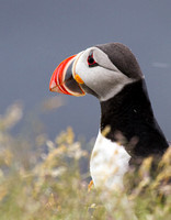 Puffin  Iceland