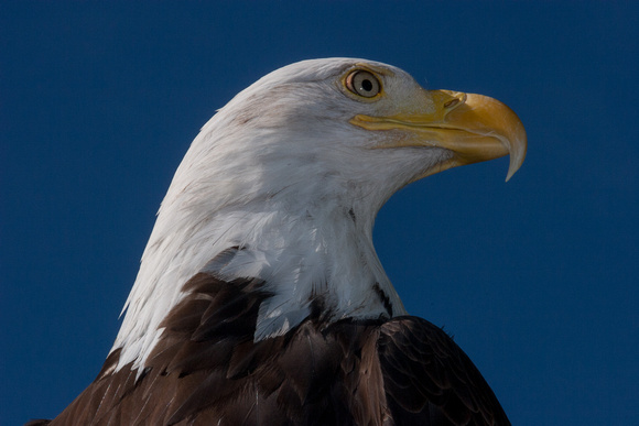 bald eagle, profile