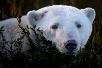 Canada polar bears/wolves/etc