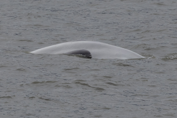 beluga whale calf and mom