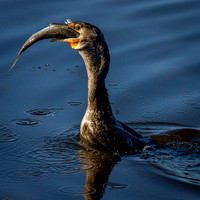 cormorant with fish